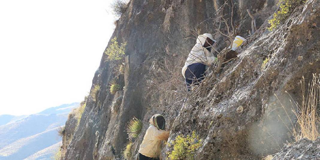 Terör onları köylerinden ayırdı yıllar sonra dönüş başladı! Kilometreler süren yoldan gelen kazanç: Kilosu 7.000 TL! 3